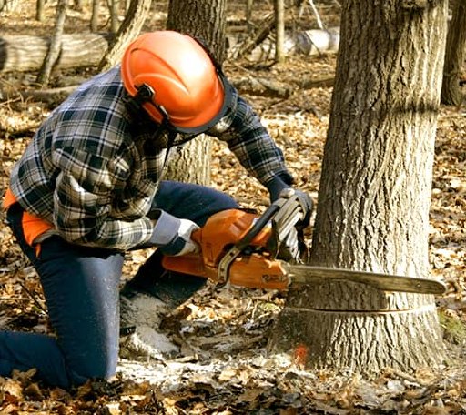 Tree Removal in Rossville, GA